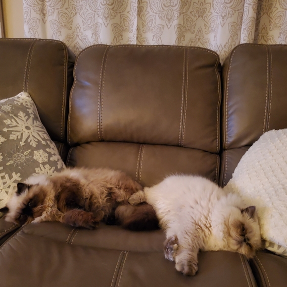 Ambrosius and Truffles - Picture 12 of 14